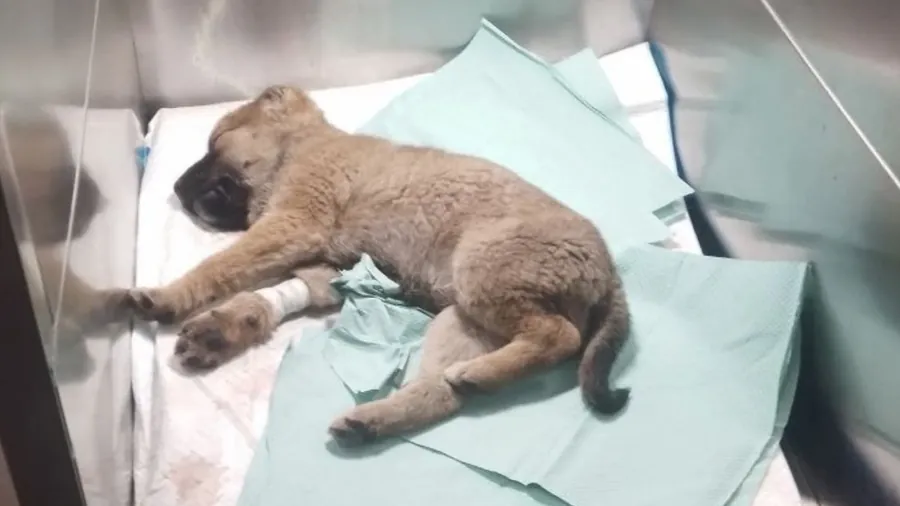 Rescued animals receiving care at a shelter