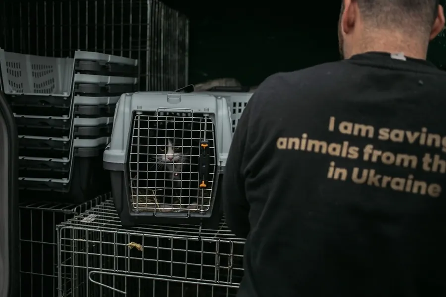 Shelter animals after treatment