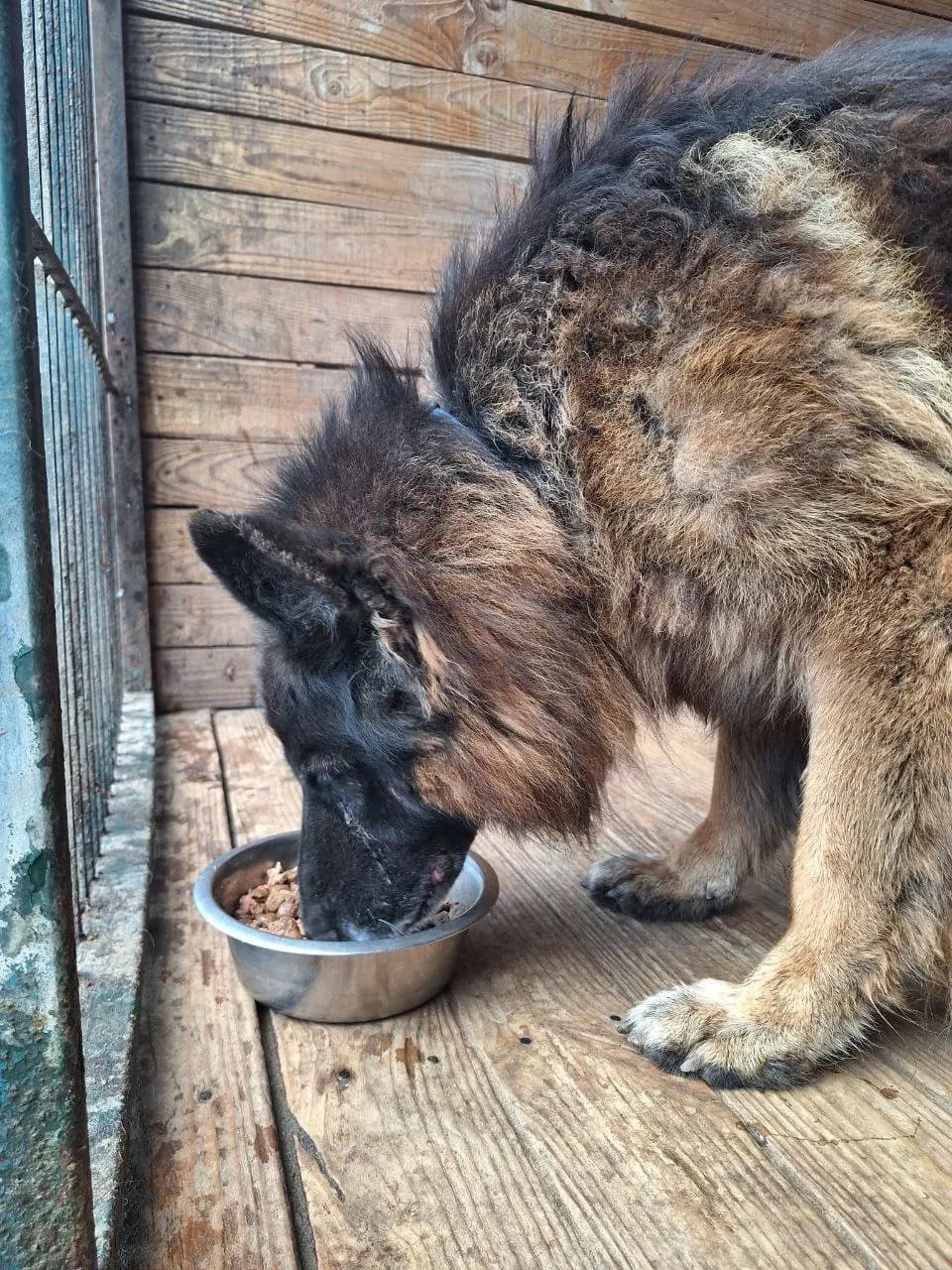 An older long-haired shepherd dog eating from a steel bowl in a wooden kennel at Dog Help Kharkiv