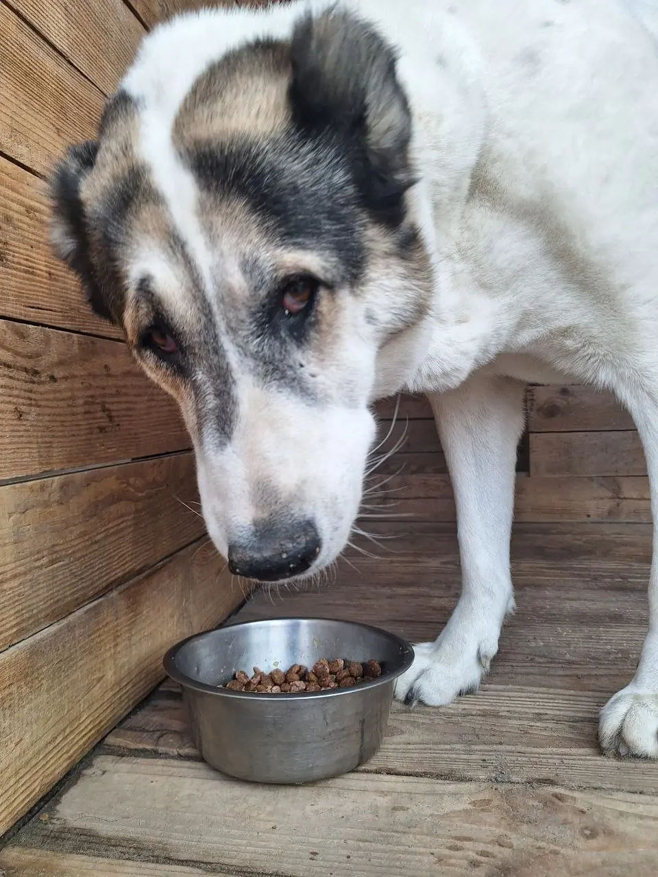 A large white and grey dog standing over a steel bowl of dry food in a wooden kennel at Dog Help Kharkiv